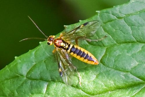 Tenthredopsis sordida