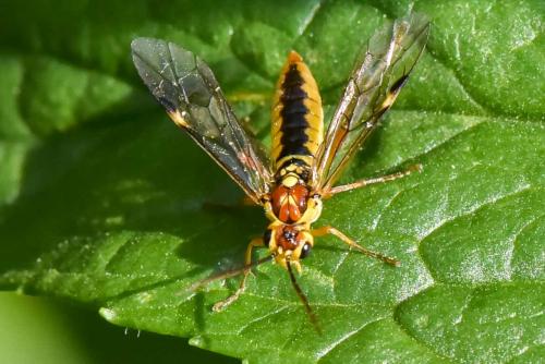 Réf. 231 007 : Tenthredopsis sordida