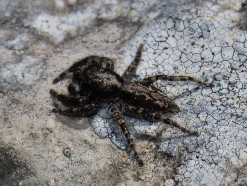 Menemerus taeniatus