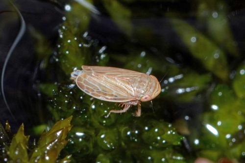 Macustus grisescens