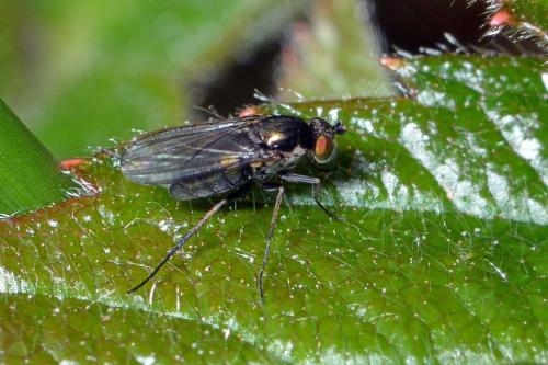 Gymnopternus sp.