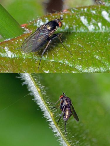 Gymnopternus sp.
