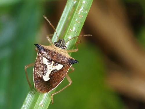 Aspavia brunnea