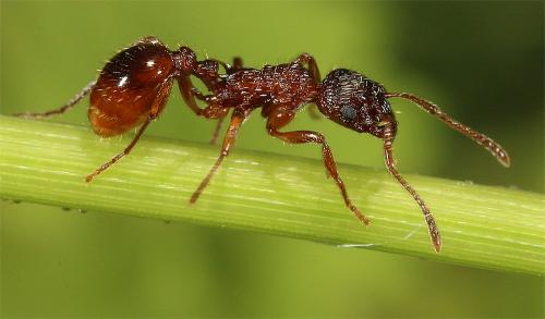 Réf. 231 822 : Myrmica ruginodis