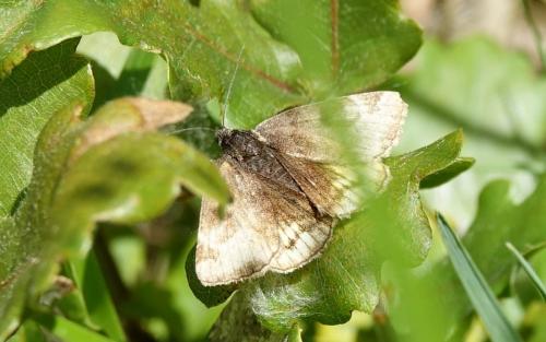 Réf. 231 750 : Euclidia glyphica