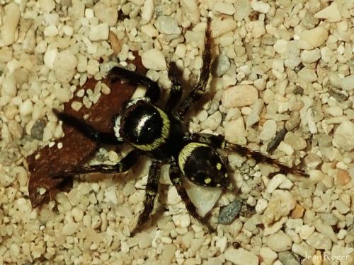 Hasarius adansoni