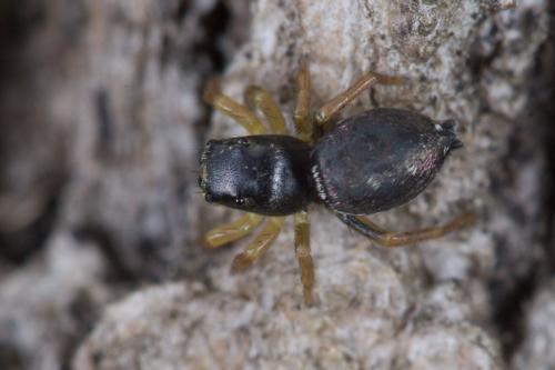 Heliophanus sp.