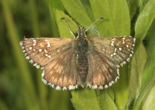 Pyrgus sp.