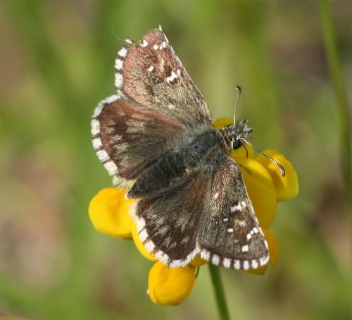 Réf. 231 516 : Pyrgus sp.