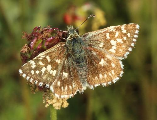 Pyrgus malvae