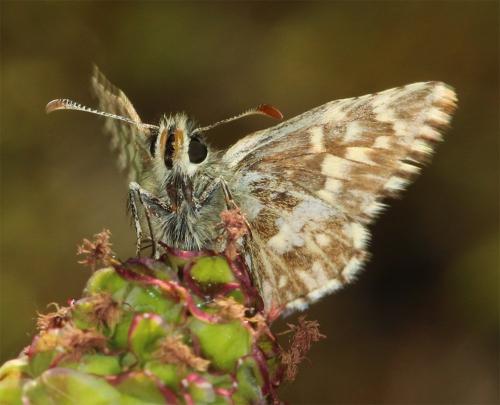 Pyrgus malvae