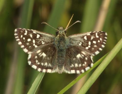 Réf. 231 564 : Pyrgus malvae