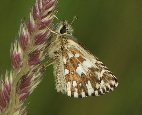 Réf. 231 565 : Pyrgus malvae