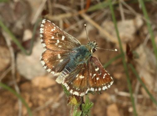 Réf. 231 717 : Spialia sertorius