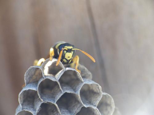 Réf. 231 858 : Polistes gallicus