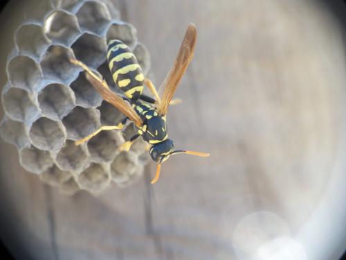 Réf. 231 859 : Polistes gallicus