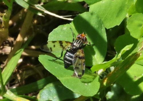 Otites porcus