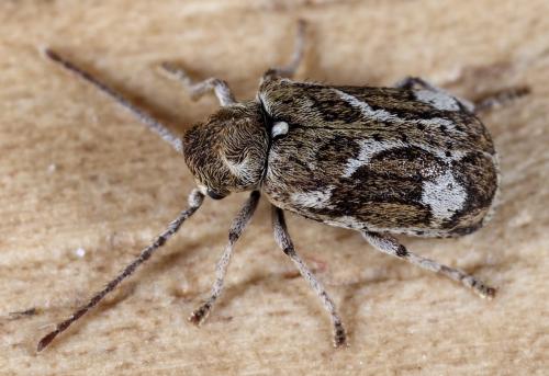 Réf. 231 168 : Ptinomorphus imperialis