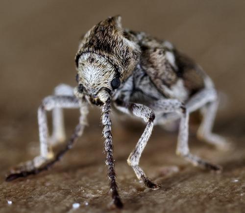 Réf. 231 169 : Ptinomorphus imperialis