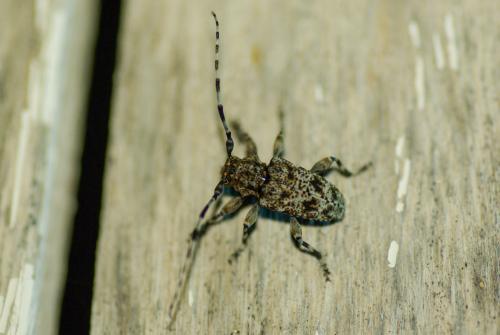 Réf. 231 979 : Aegomorphus clavipes