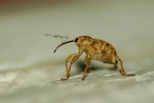 Réf. 231 981 : Curculio sp.