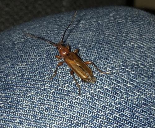 Phymatodes testaceus