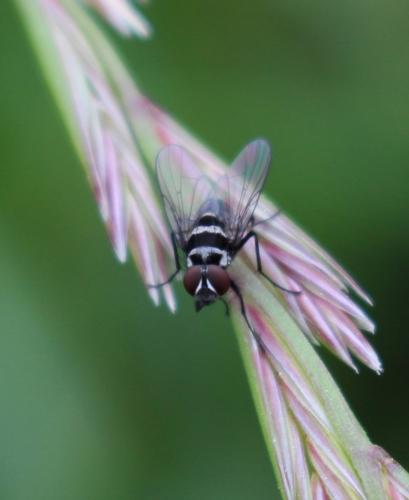 Réf. 231 154 : Limnophora obsignata