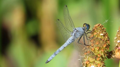 Réf. 231 776 : Erythemis collocata