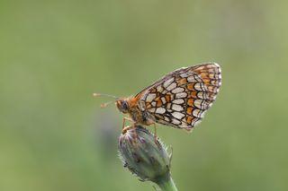 Melitaea parthenoides