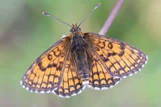 Réf. 231 866 : Melitaea parthenoides
