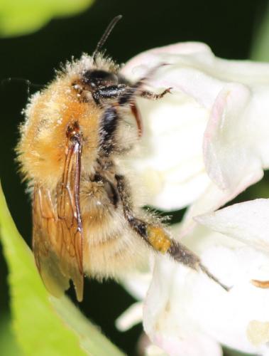 Bombus sp.