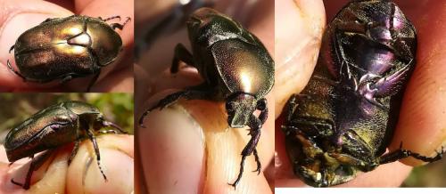 Réf. 231 141 : Potosia cuprea
