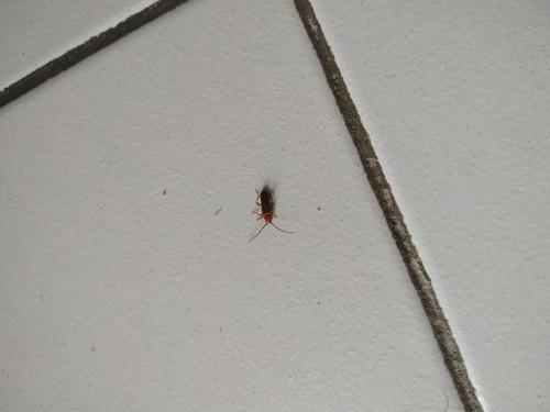 Phymatodes testaceus
