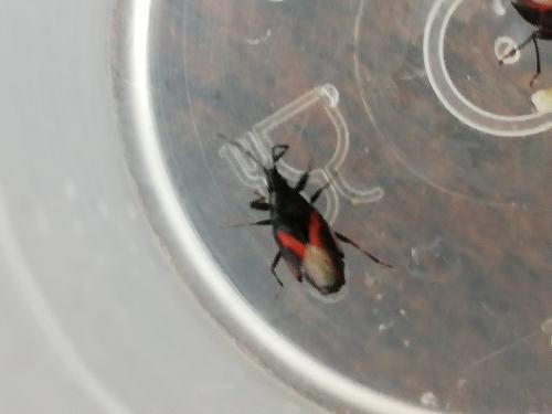 Réf. 231 103 : Oxycarenus lavaterae