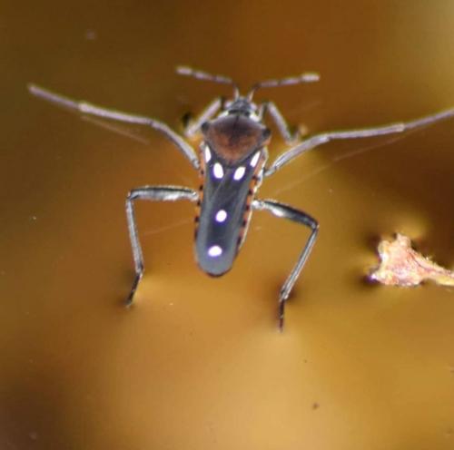 Velia sp.