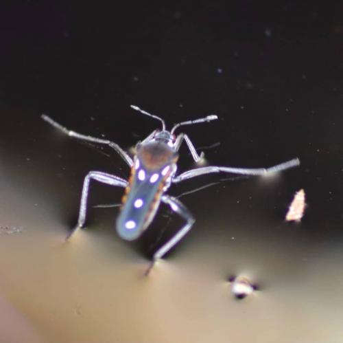 Réf. 231 645 : Velia sp.