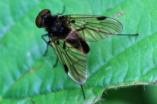 Chrysopilus cristatus