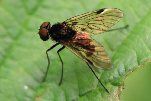 Chrysopilus cristatus