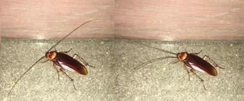 Periplaneta americana