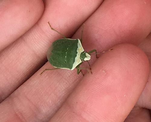 Nezara viridula