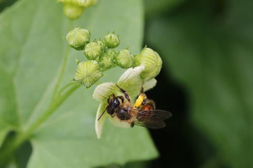 Andrena florea