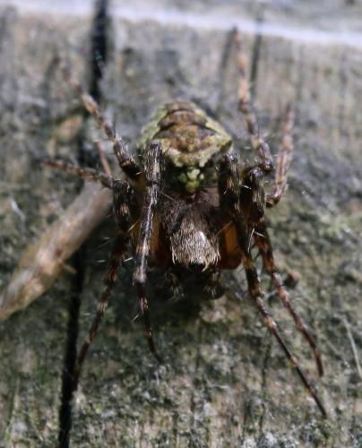 Réf. 231 461 : Gibbaranea gibbosa
