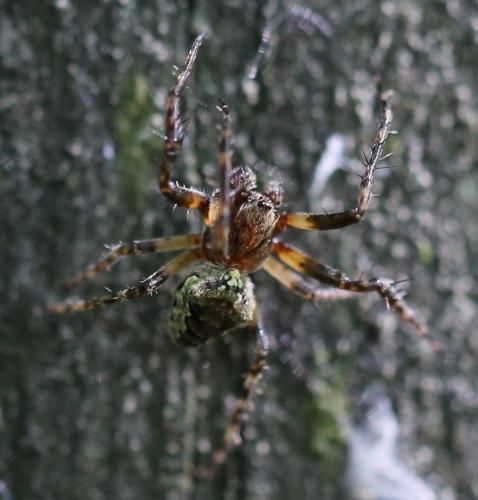 Réf. 231 462 : Gibbaranea gibbosa