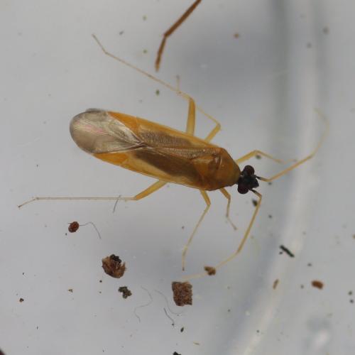 Réf. 231 117 : Phylus melanocephalus