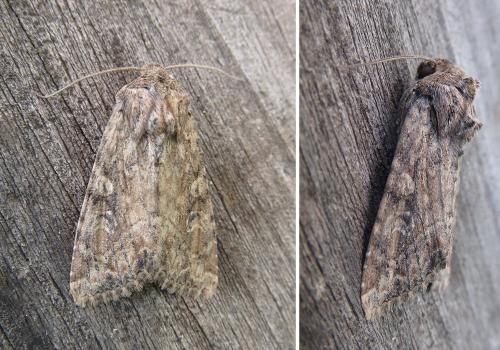 Réf. 231 544 : Apamea anceps
