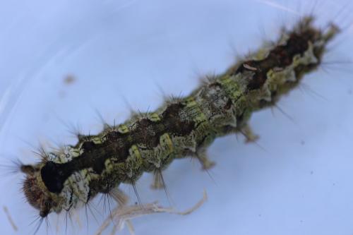 Lymantria monacha