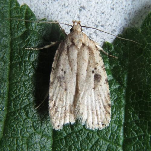 Réf. 231 547 : Agonopterix sp.