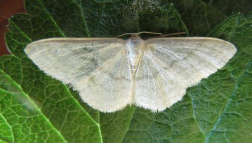 Réf. 231 884 : Idaea subsericeata