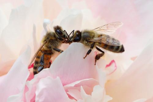 Réf. 231 806 : Apis mellifera