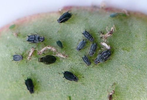 Réf. 231 258 : Aphis sedi